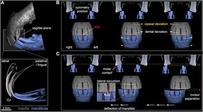 Temporomandibular joint biomechanics and equine incisor occlusal plane maintenance